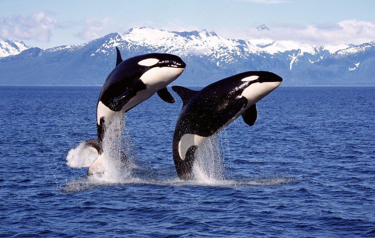 Um dos tipos de orcas saltando no mar.