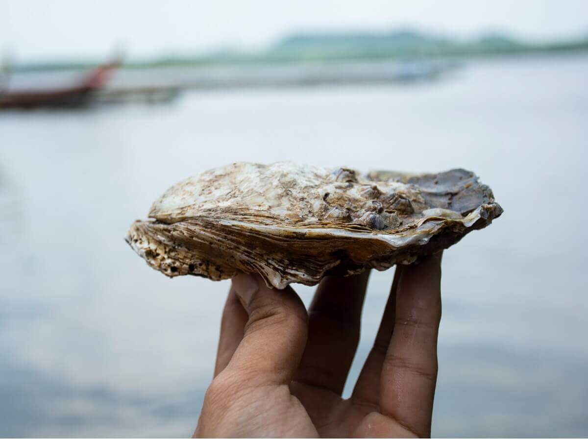 Ostrea edulis: um dos tipos de moluscos