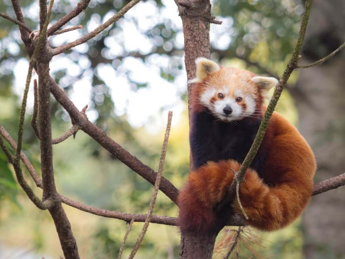Um panda-vermelho.
