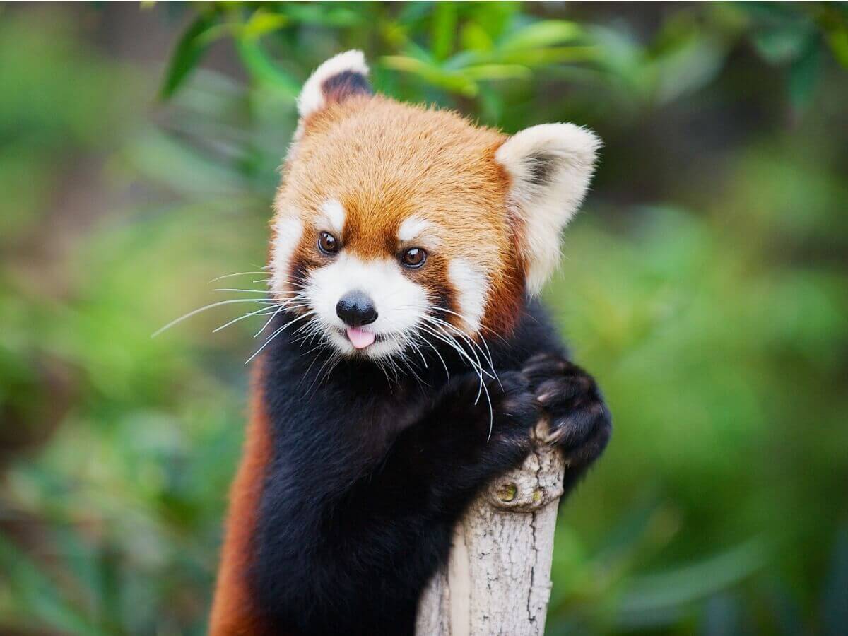 As curiosidades do panda-vermelho são múltiplas.