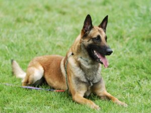 Pastor-belga malinois: cuidados e alimentação