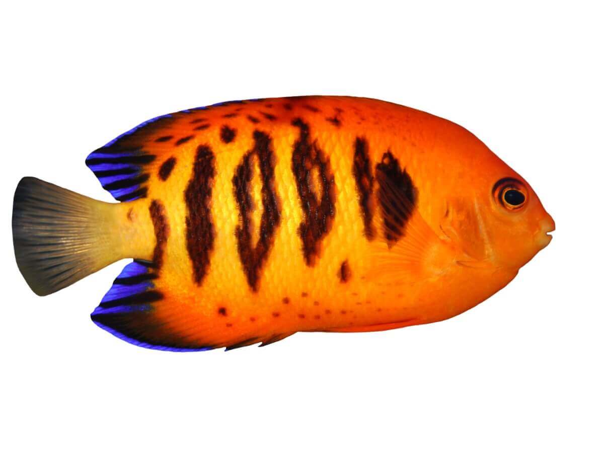 O peixe-anjo Centropyge loriculus em um fundo branco.