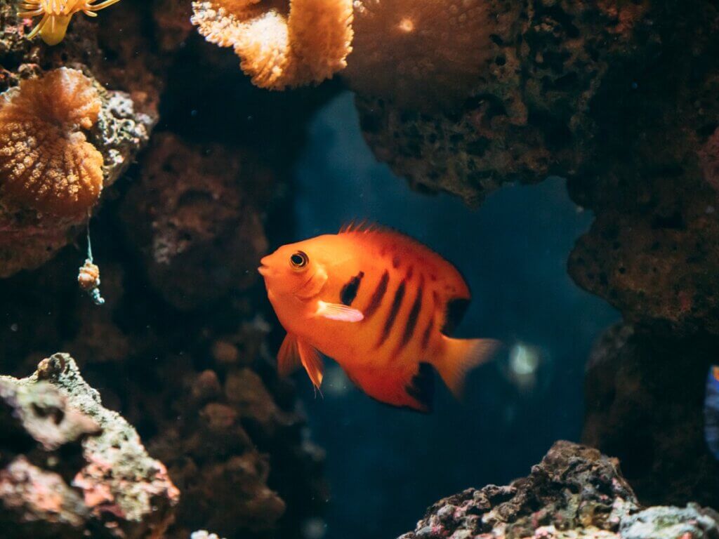 Peixe-anjo Centropyge loriculus: habitat, características e cuidados