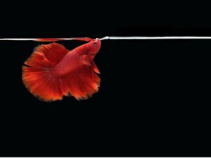 Meus peixes abrem a boca na superfície do tanque: por quê?