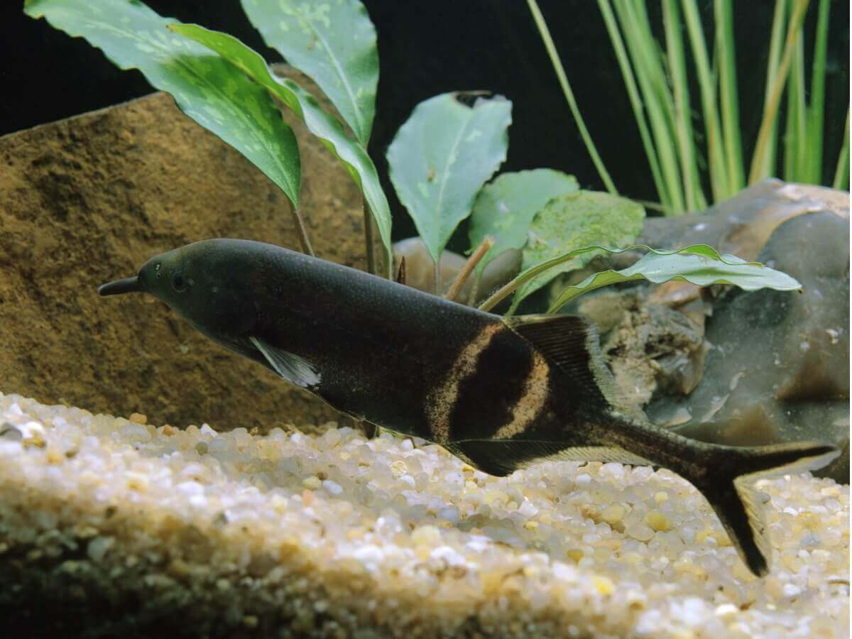 Um peixe-elefante em um aquário.