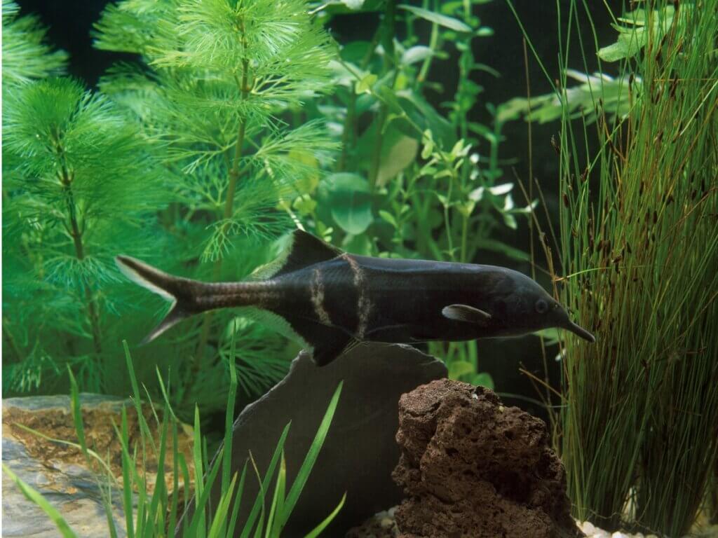 Peixe-elefante: habitat, características e cuidados
