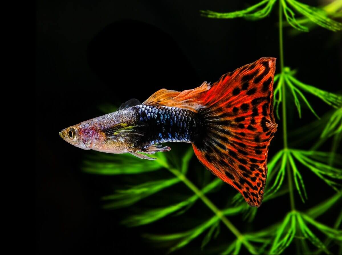 Curiosidades sobre o peixe guppy
