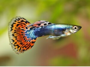 10 curiosidades sobre o peixe guppy