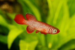 Um terço dos peixes de água doce está ameaçado de extinção, revela um estudo