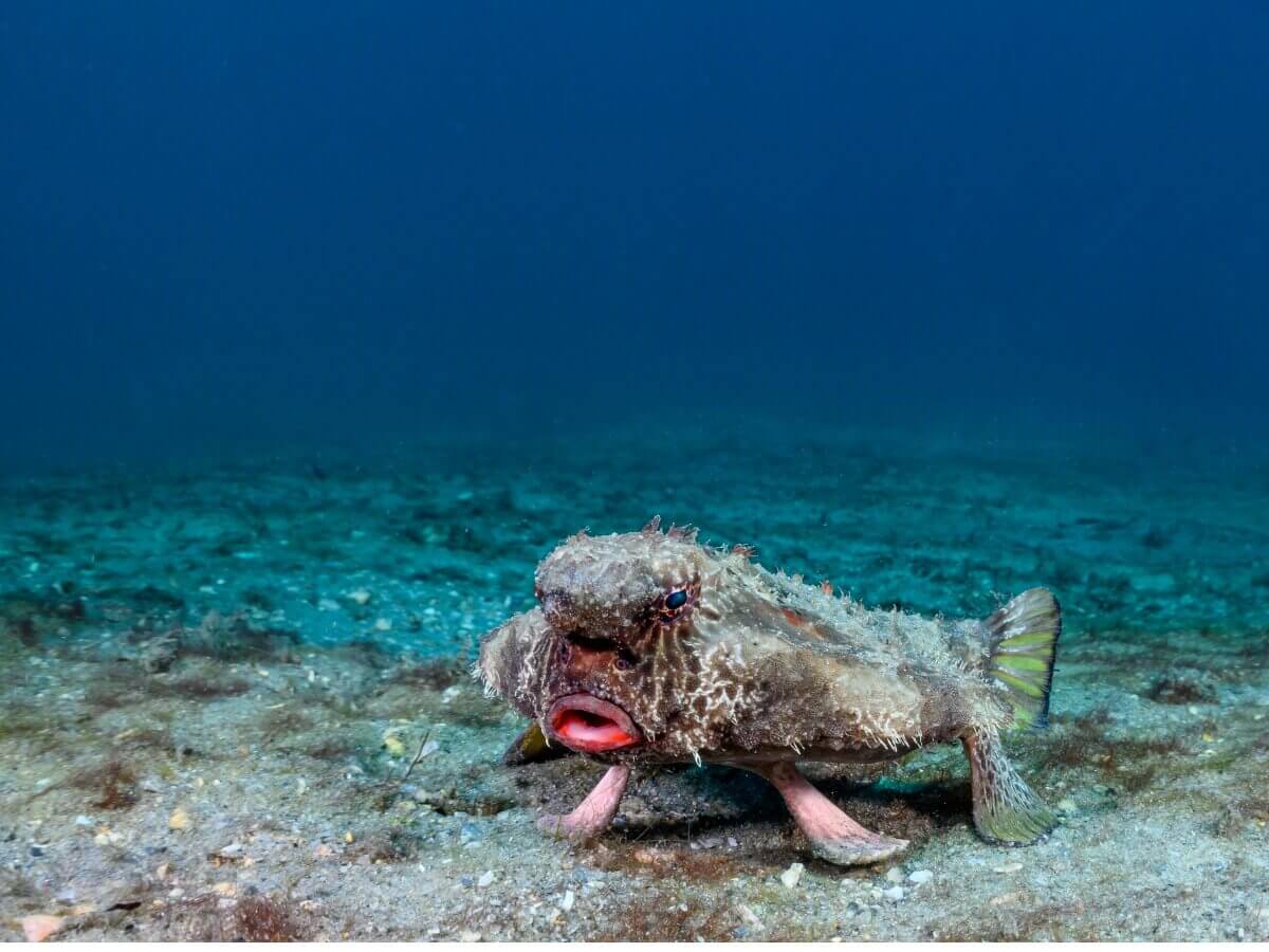 Uma espécie de peixe-morcego