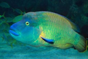Peixe-napoleão: habitat e características