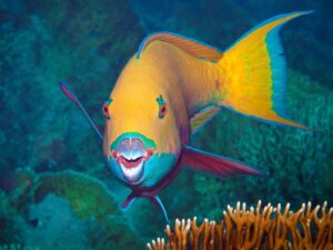 7 curiosidades sobre o peixe-papagaio