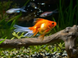 10 curiosidades sobre o peixinho-dourado