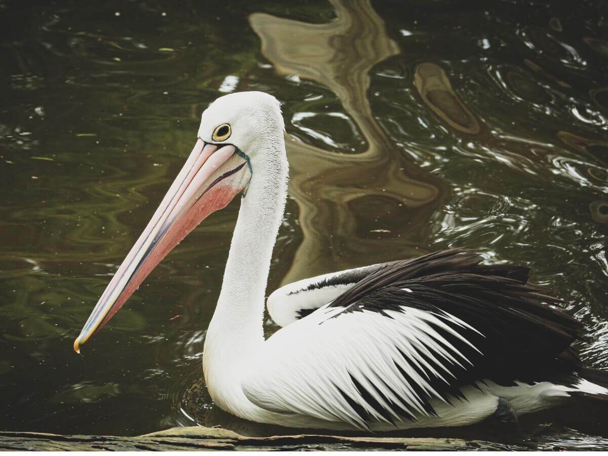 Pelicano-australiano