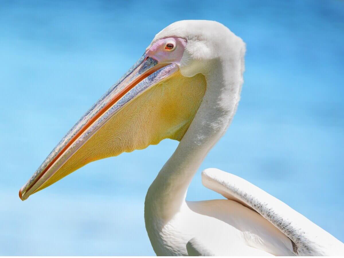 Pelicano-branco-americano: um dos tipos de pelicanos