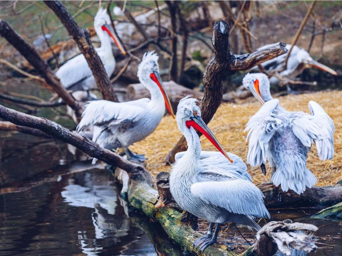Pelicano-crespo (Pelecanus crispus)