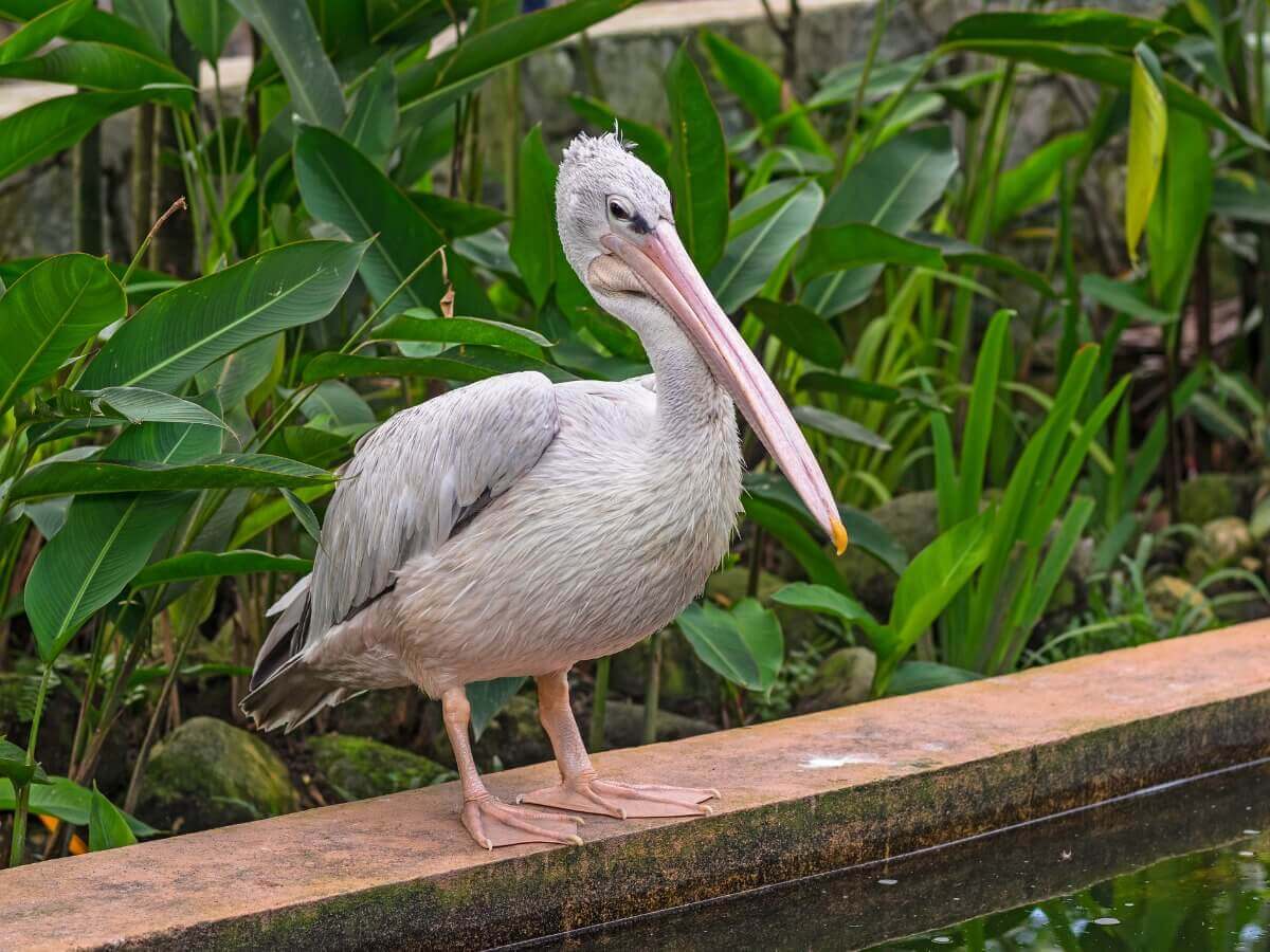Um dos tipos de pelicanos