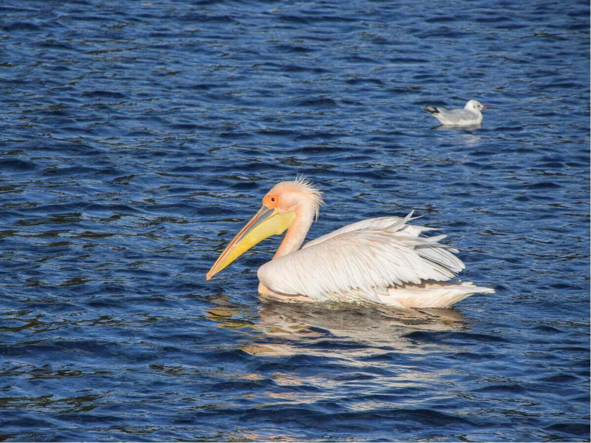 Um dos tipos de pelicanos