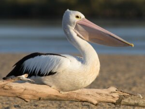 8 tipos de pelicanos