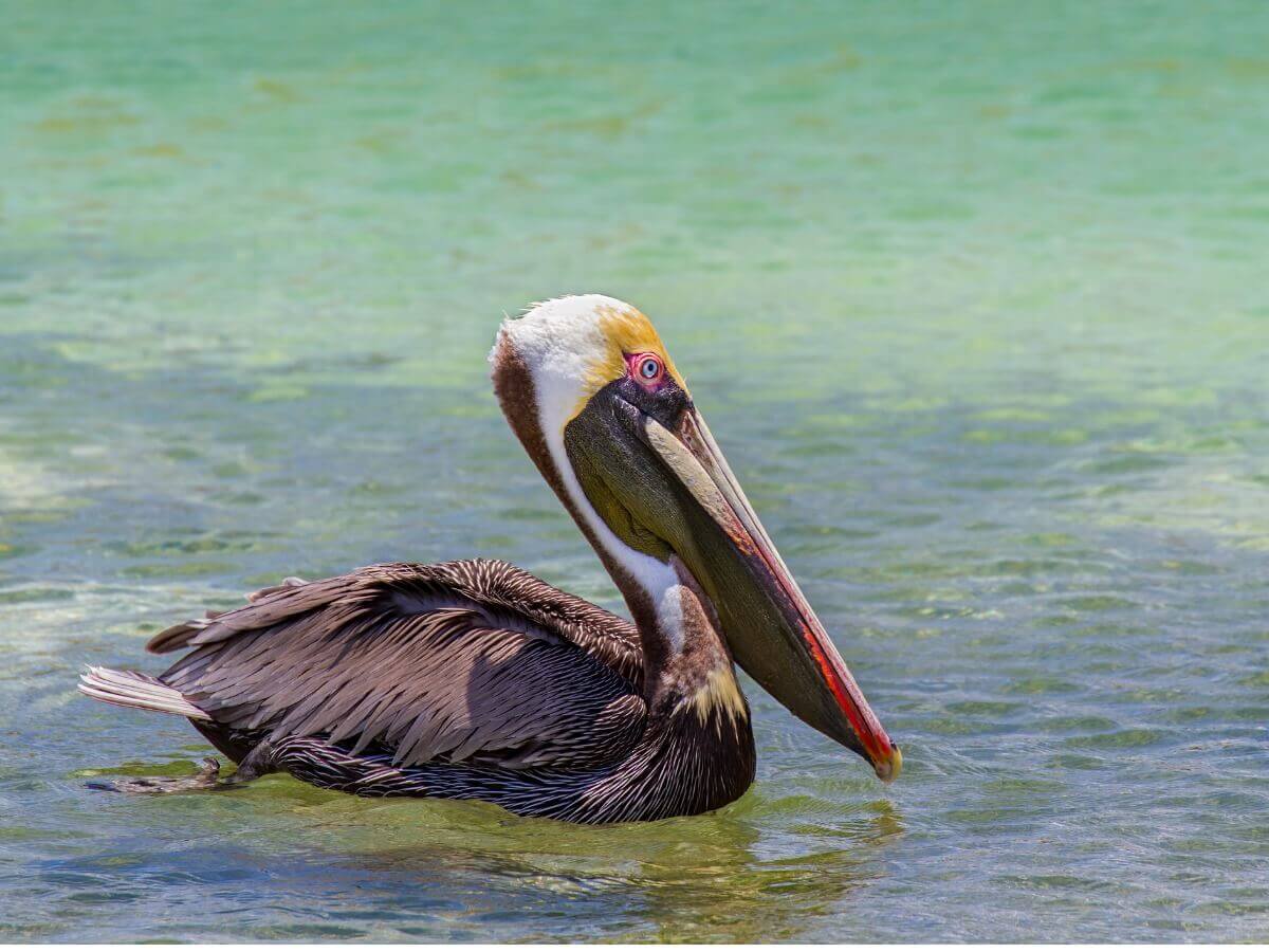 Um dos tipos de pelicanos