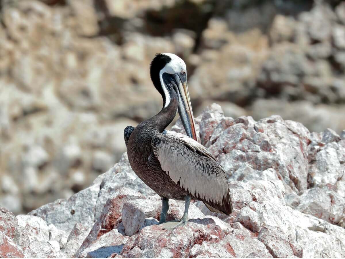 Pelicano-peruano: um dos tipos de pelicanos