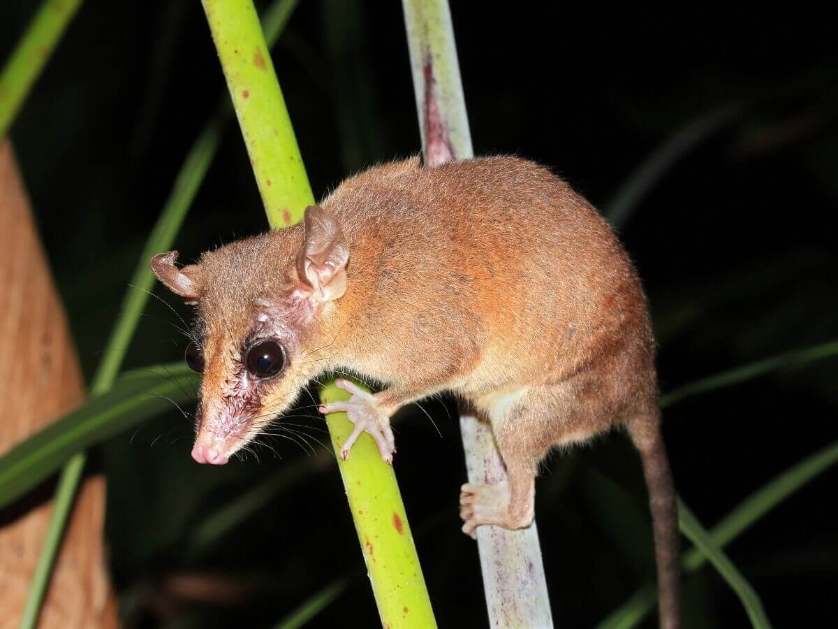 Philander opossum: um dos tipos de marsupiais.