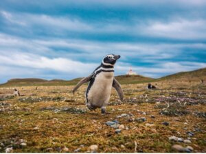 Pinguim-de-magalhães: habitat e características