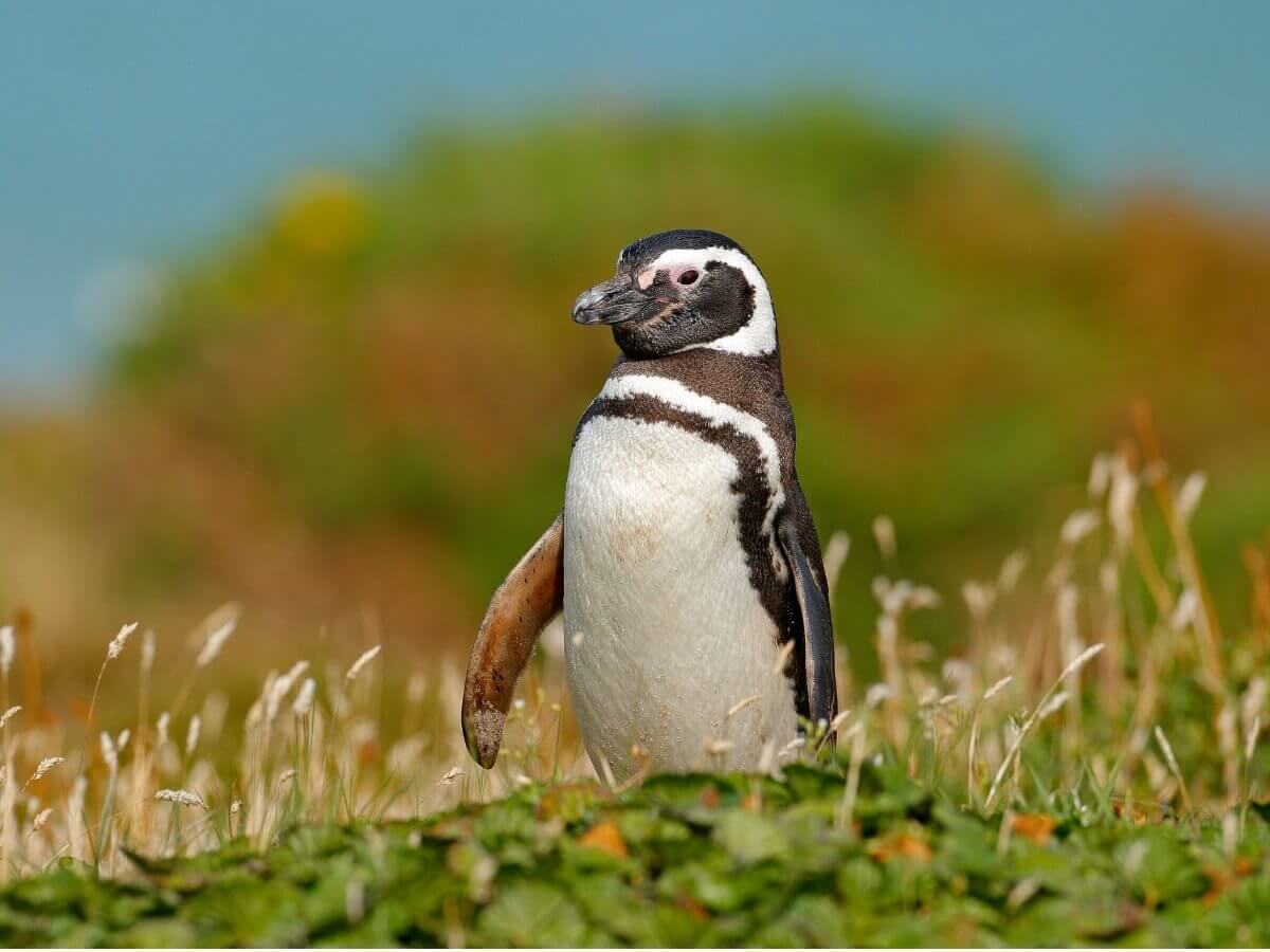Um pinguim-de-magalhães na grama.