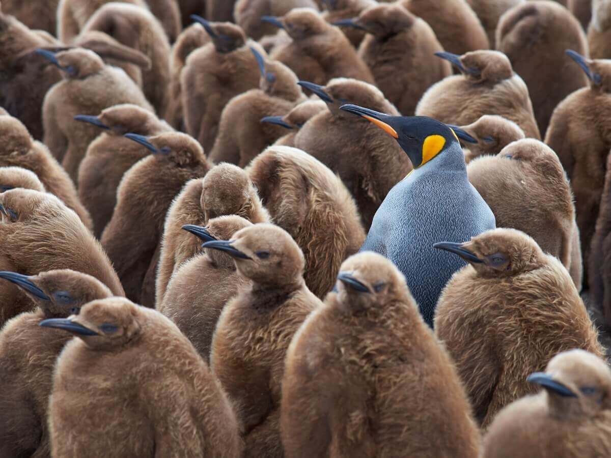 Um pinguim rodeado de filhotes.