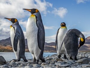 Pinguim-rei: habitat e características