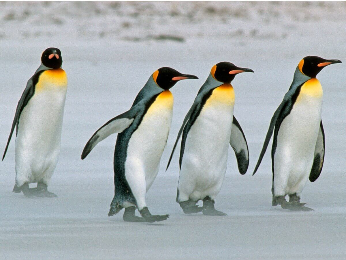 Um grupo de pinguins-rei caminhando