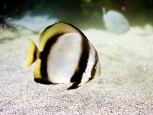 O peixe-morcego Platax pinnatus: habitat, tipos e características