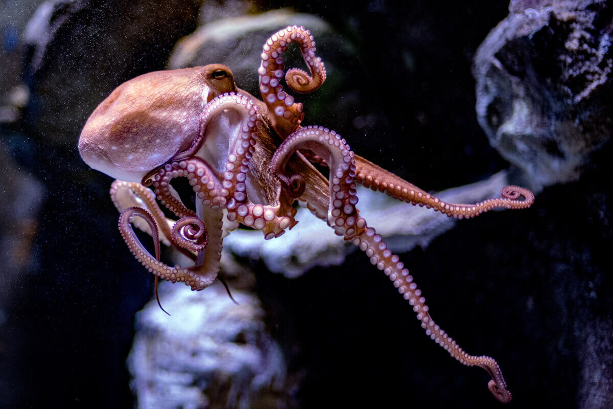 Octopus vulgaris: um dos tipos de moluscos