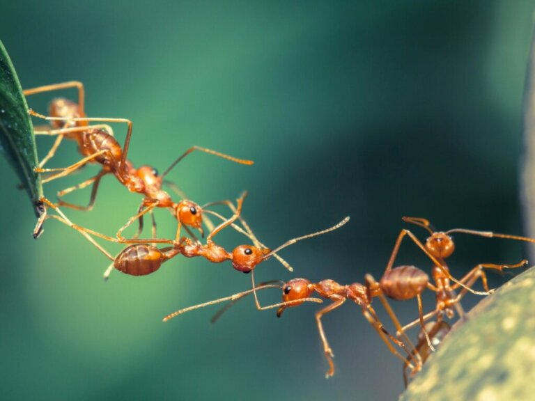 12 curiosidades sobre as formigas