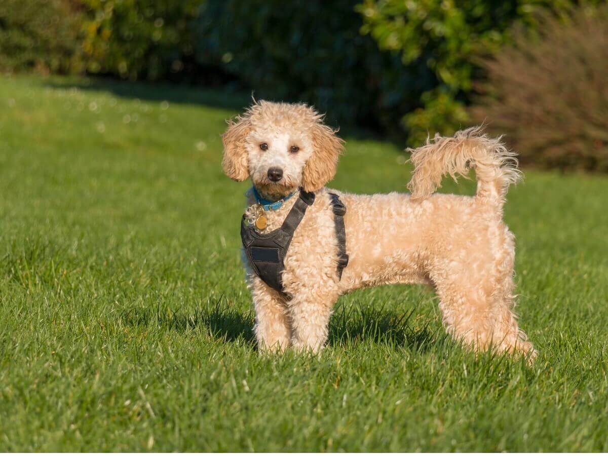 Um poochon posando no parque