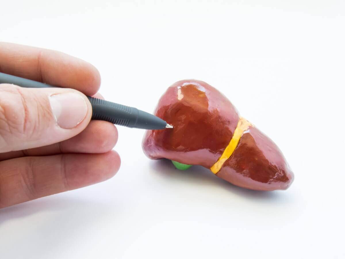 O fígado de um cachorro.