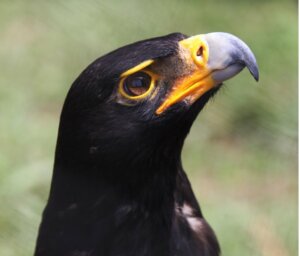 Águia-negra-africana : habitat e características