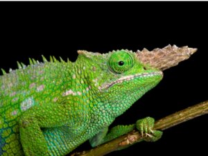 O comportamento dos camaleões