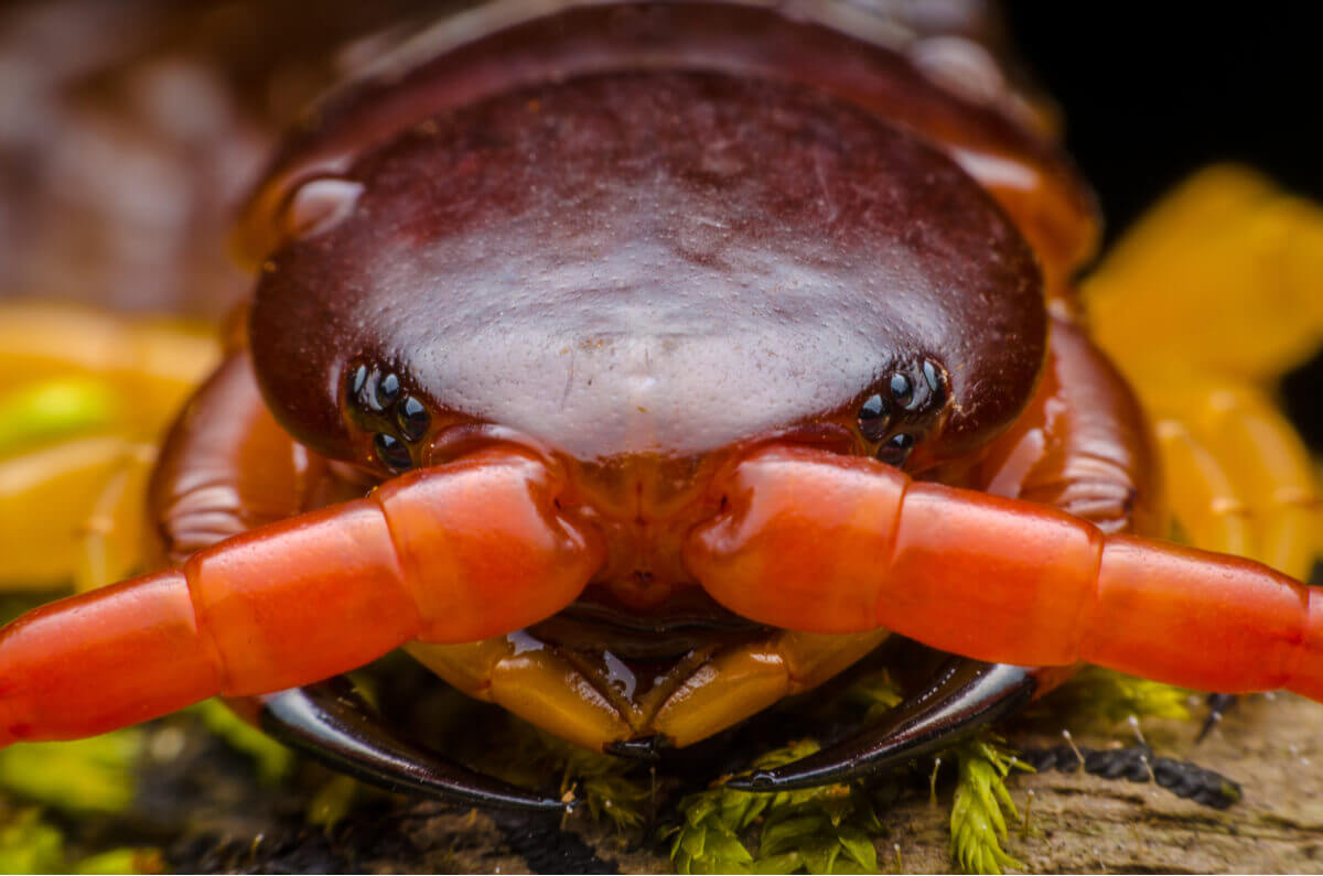 O rosto de uma centopeia.