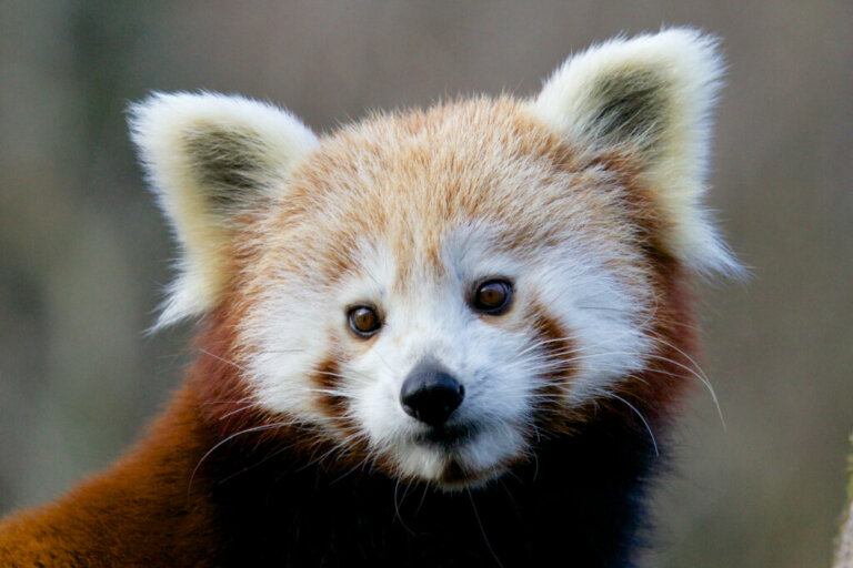 14 curiosidades sobre o panda-vermelho