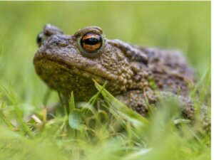 Os sapos são venenosos?