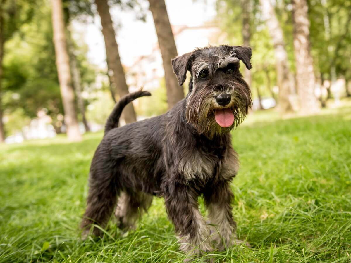 Um schnauzer miniatura feliz.
