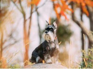 7 cuidados com o schnauzer miniatura