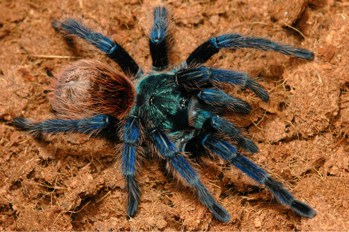 Uma tarântula azul-acastanhada.