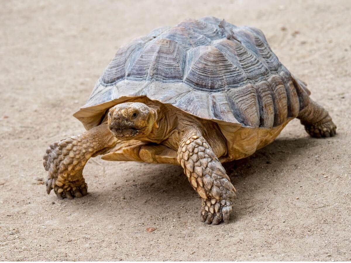 A tartaruga-de-esporas-africana.