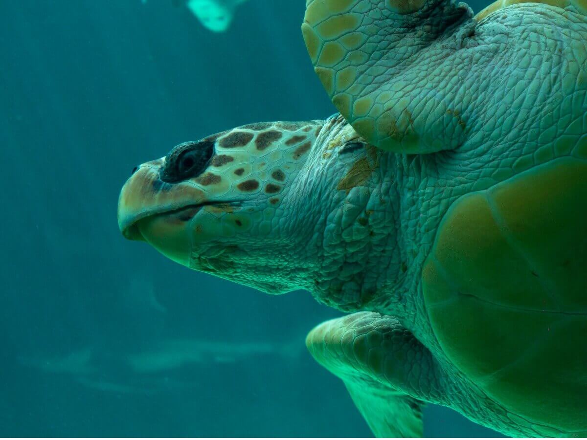 Um dos répteis em perigo de extinção.