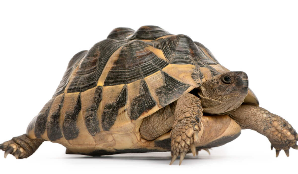 Você tem alguma ideia dos nomes das tartarugas?