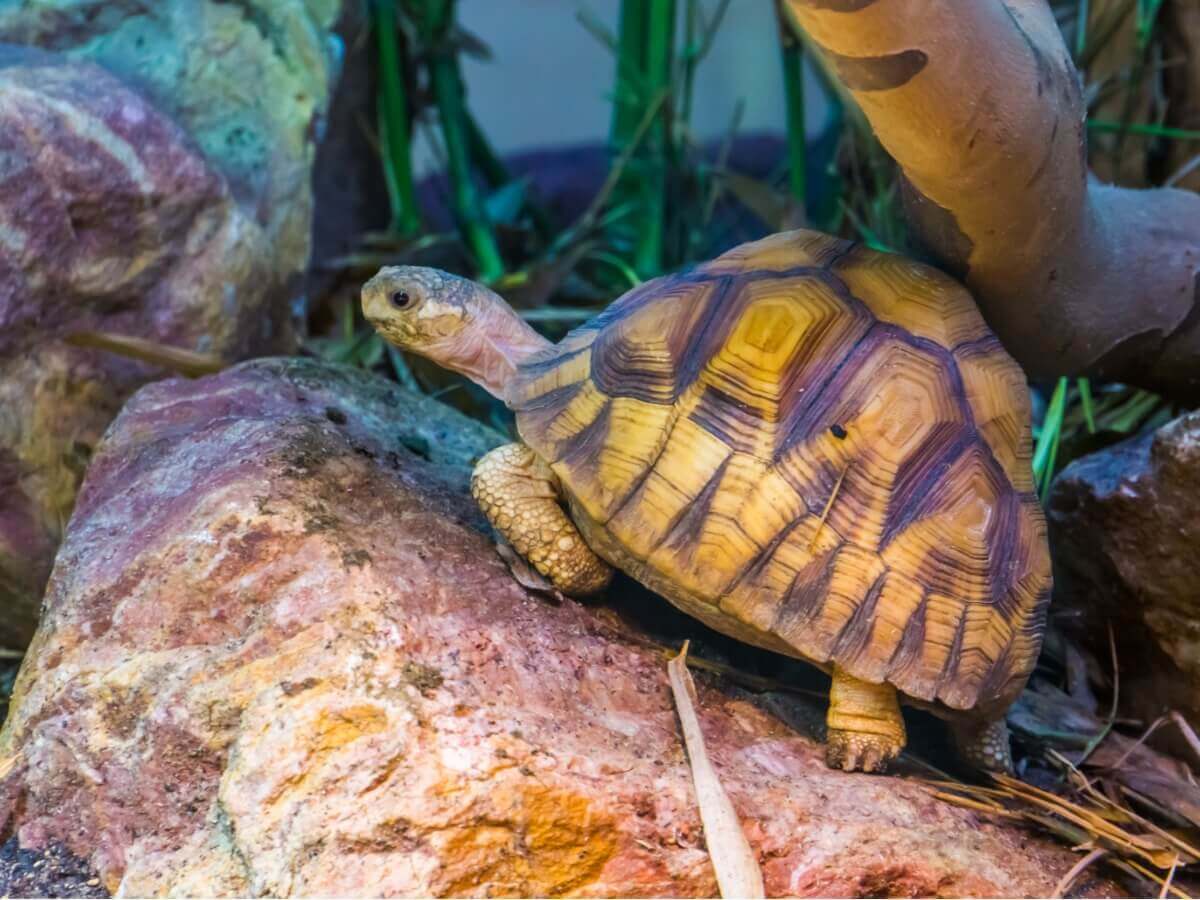 Um dos animais ameaçados de extinção em 2021.