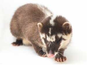 Texugo-furão-chinês: habitat e características