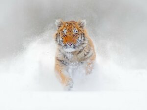 Diferenças entre o tigre-de-bengala e o tigre-siberiano